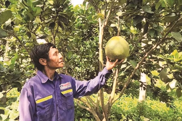 Đồng bào dân tộc thiểu số Raglai, xã Bác Ái Tây (Khánh Hòa) nâng cao thu nhập từ trồng cây bưởi da xanh.