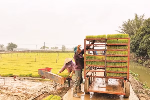Nông dân xã Bình Giang sản xuất mạ khay để cấy lúa vụ xuân bằng máy.