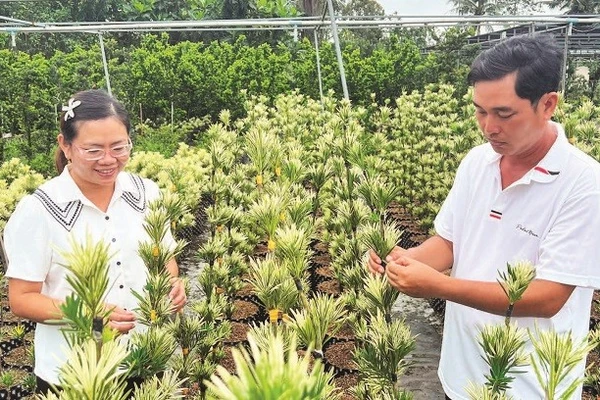 Vợ chồng anh Nguyễn Văn Phúc chăm sóc vườn tùng giống.