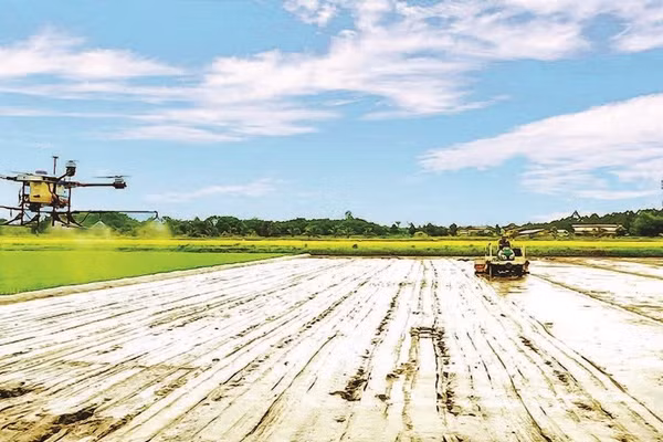Cơ giới hóa trong trồng lúa chất lượng cao ở Hợp tác xã Tiến Thuận, thành phố Cần Thơ.