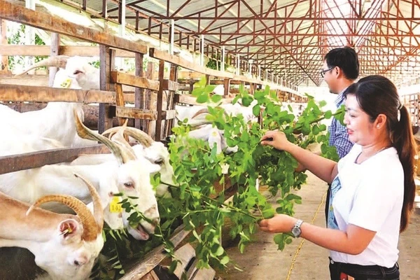 Trại sữa dê Ngọc Đào của chị Đặng Thị Ngọc Đào ở xã Tân Hòa, thành phố Cần Thơ.