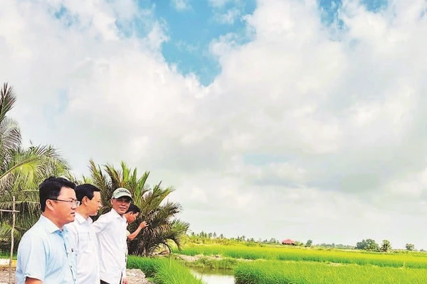 Mô hình sản xuất lúa ST25 kết hợp nuôi tôm, hiệu quả rất cao của nhiều hộ nông dân xã Ninh Thạnh Lợi (Cà Mau).