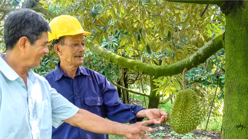 Chuyển dịch xanh đang mở ra cơ hội để nông sản Việt Nam tái định vị trên thị trường quốc tế. (Trong ảnh: Trồng sầu riêng cho năng suất cao ở xã Trường Long, TP Cần Thơ). (Ảnh Phương Bằng)