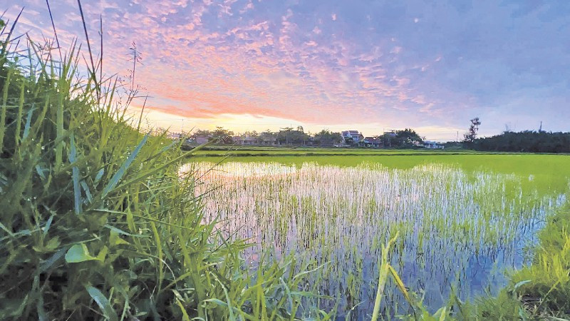 Ánh triêu dương rạng ngời, trên những lóng lánh sương mai. (Ảnh Mai Kỳ)
