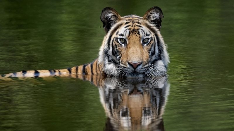 Loài hổ được cứu, Khu bảo tồn Periyar hồi sinh, và mức sống của cộng đồng Advasi được nâng lên.