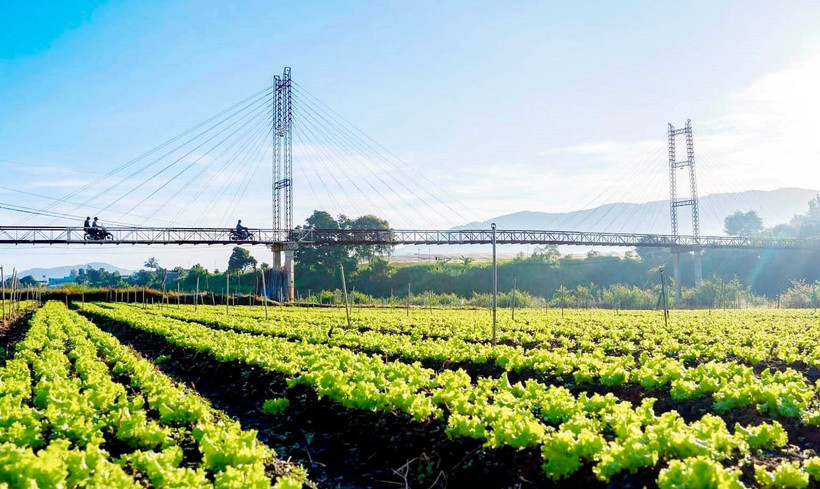 Dọc đôi bờ sông Đa Nhim đã hình thành vùng rau lớn nhất tỉnh Lâm Đồng.