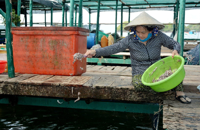 Không ít ngư dân giàu lên nhờ nuôi biển.
