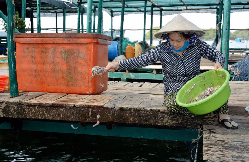 Không ít ngư dân giàu lên nhờ nuôi biển.