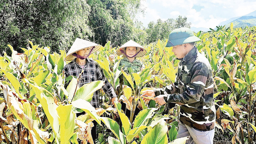 Anh Lý Minh Nhị cùng người dân chăm sóc vườn dong riềng của gia đình.