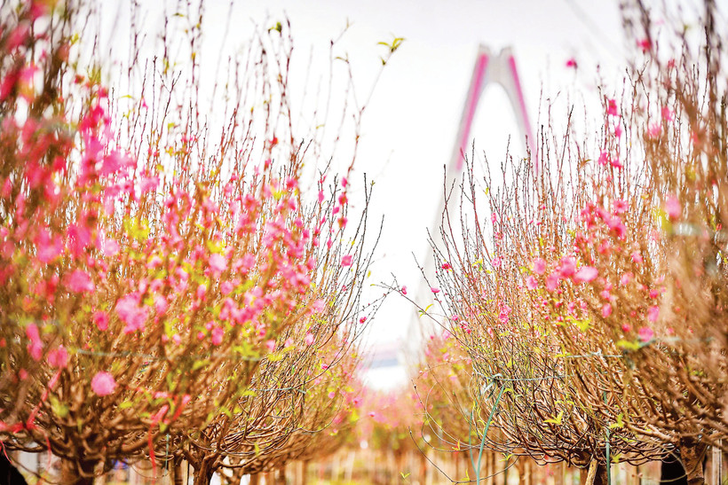 Thấy hoa đào Nhật Tân là thấy xuân rồi... (Ảnh Thành Đạt)