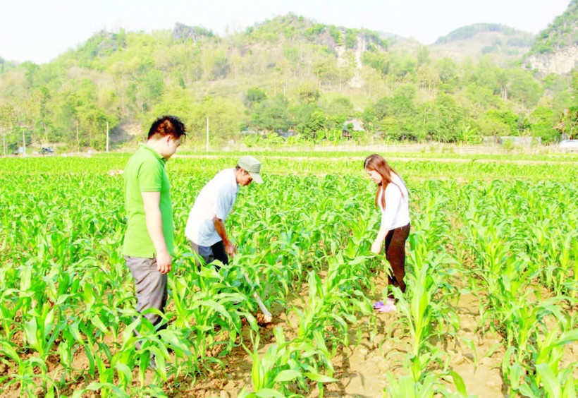 Nhiều chương trình hỗ trợ vùng đồng bào dân tộc ở Sơn La chuyển đổi cây trồng đã phát huy hiệu quả.