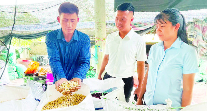 Anh Nguyễn Toàn Quốc (ngoài cùng bên trái) giới thiệu sản phẩm hạt bồ đề đủ tiêu chuẩn đưa sấy khô.