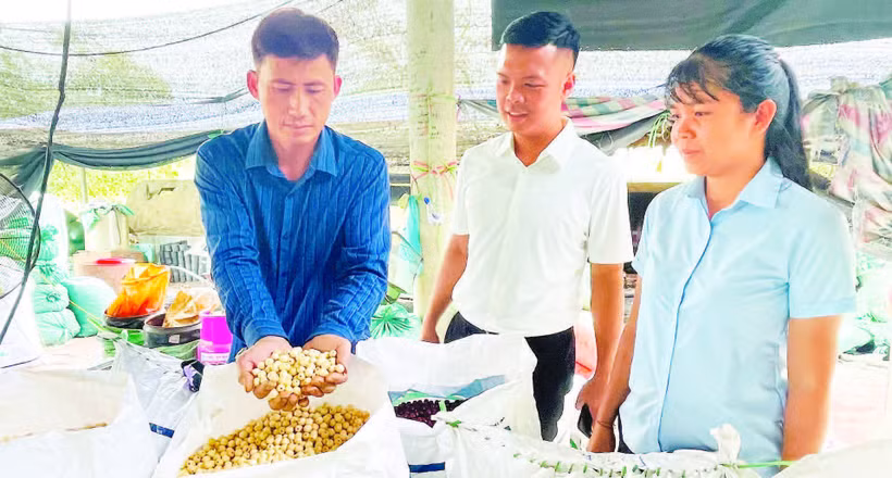 Anh Nguyễn Toàn Quốc (ngoài cùng bên trái) giới thiệu sản phẩm hạt bồ đề đủ tiêu chuẩn đưa sấy khô.