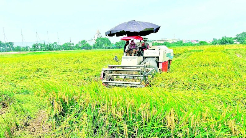Máy gặt đập liên hợp thu hoạch lúa trên đồng ruộng.