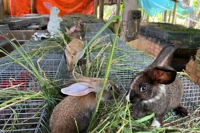 Trang trại thỏ rừng của ông Ngọc có diện tích chỉ vài chục mét vuông. (Ảnh: HOÀNG TRUNG)