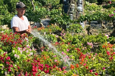 Nông dân Nguyễn Văn Màu (ngụ xã Vĩnh Thành, tỉnh Vĩnh Long) chăm sóc cây hoa giấy chuẩn bị cho vụ mùa Tết. (Ảnh HOÀNG TRUNG)