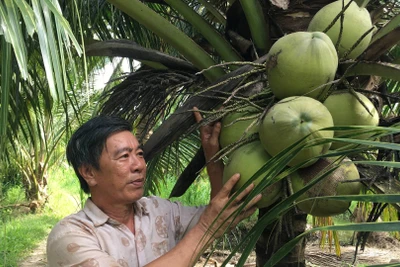 Nông dân Vĩnh Long thu nhập cao nhờ trồng dừa. (Ảnh: HOÀNG TRUNG)