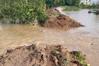 Triều cường làm vỡ bờ bao làm nước tràn vào vườn cây ăn quả của người dân.