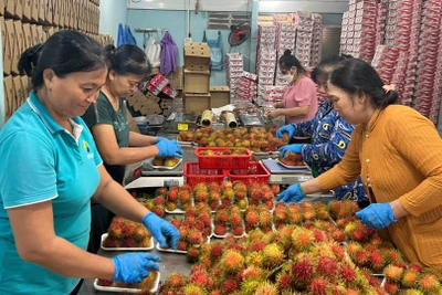 Sản phẩm chôm chôm của hợp tác xã nông nghiệp Phú Phụng đạt chuẩn OCOP hạng 4 sao. (Ảnh: HOÀNG TRUNG)