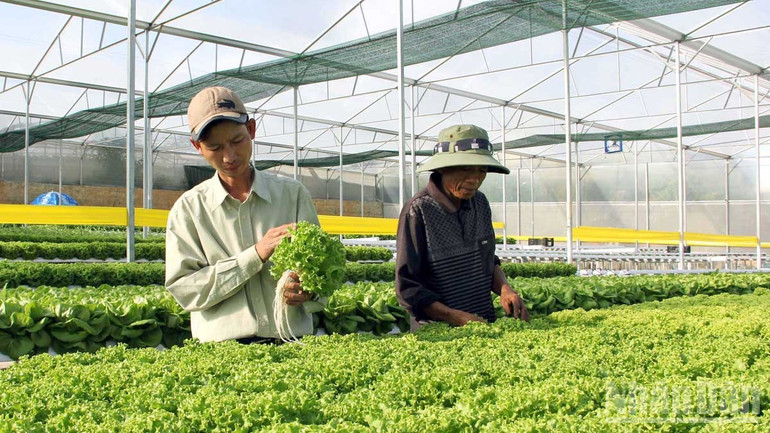 Sản xuất rau công nghệ cao tại Đà Lạt, Lâm Đồng. ndo_br_6-san-xuat-rau-cnc-tai-dalat.jpg