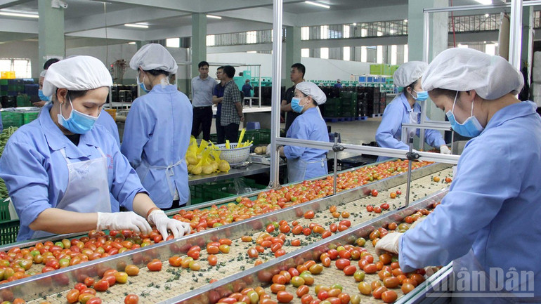 Sản xuất nông nghiệp công nghệ cao tại Công ty TNHH sản xuất và thương mại nông sản Phong Thúy, tỉnh Lâm Đồng. ndo_br_san-xuat-rau-cong-nghe-cao-tai-cty-tnhh-san-xuat-thuong-mai-nong-san-phong-thuy-duc-trong-lam-dong.jpg