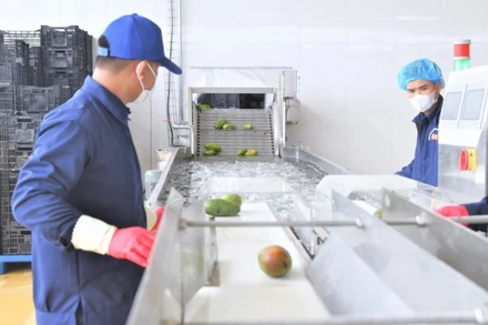 Dây chuyền chế biến xoài tại Trung tâm chế biến rau, quả Doveco Sơn La.