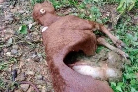 Trâu, bò của người dân tại xã Núa Ngam, tỉnh Điện Biên bị động vật hoang dã tấn công. (Ảnh: Xã Núa Ngam cung cấp)