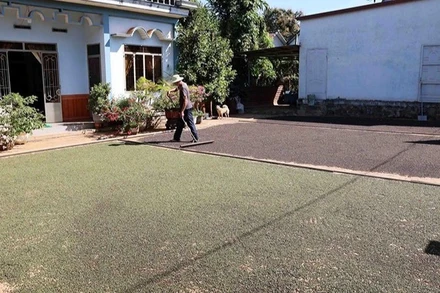 Nông dân huyện Cư Kuin (tỉnh Đắk Lắk) phơi hồ tiêu sau khi thu hoạch. (Ảnh TTXVN)