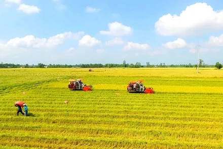 Theo Bộ Nông nghiệp và Môi trường, diện tích gieo cấy lúa năm 2026 ước đạt 7,09 triệu ha, giảm 36,1 nghìn ha so với năm 2025.