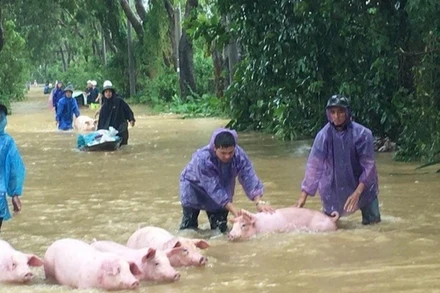 Sau mưa lũ nguy cơ các loại dịch bệnh bùng phát. 