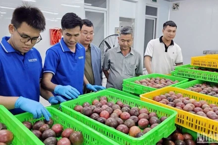 Ngành hàng chanh leo đang đứng trước thời cơ bứt phá, song vẫn còn nhiều “nút thắt” về giống, chất lượng, liên kết sản xuất và yêu cầu thị trường cần được xử lý đồng bộ.
