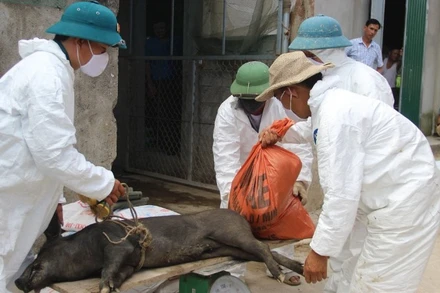 Dịch tả lợn châu Phi đang bùng phát ở 25 phường, xã ở tỉnh Nghệ An. (Ảnh: QUANG AN)