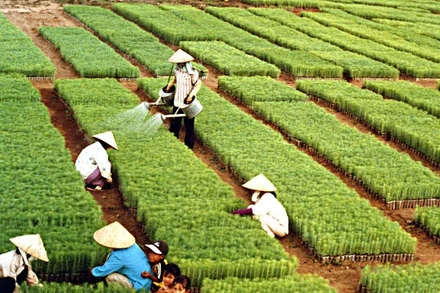 Hơn sáu thập kỷ qua, “Tết trồng cây” do Chủ tịch Hồ Chí Minh khởi xướng đã trở thành nét đẹp văn hóa mỗi độ Xuân về.
