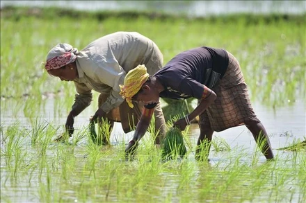 Nông dân cấy lúa trên cánh đồng ở Nagaon, bang Assam, Ấn Độ. Ảnh: THX/TTXVN