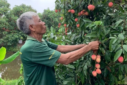 Nông dân xã Phan Sào Nam, huyện Phù Cừ, tỉnh Hưng Yên thu hoạch vải trứng, giá bán từ 120.000 đồng đến 200.000 đồng/kg.