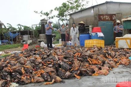 Tại Nghệ An, gần 400 nghìn con gia cầm bị chết do bị ngập nước.