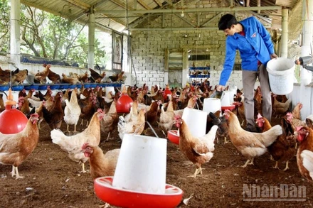 Theo báo cáo của Bộ Nông nghiệp và Môi trường 8 tháng đầu năm 2025, đàn gia cầm tăng 3,6%.