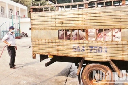Lực lượng thú y kiểm dịch trước khi heo được vận chuyển vào thành phố. (Ảnh: nhandan.vn)
