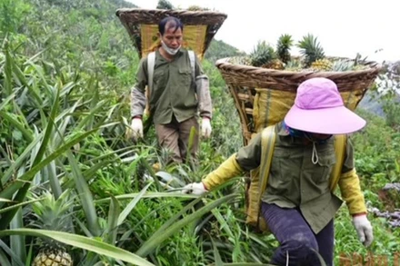 Người dân xã Bản Lầu, huyện Mường Khương (Lào Cai) thu hoạch dứa trên nương đồi. (Ảnh: nhandan.vn)