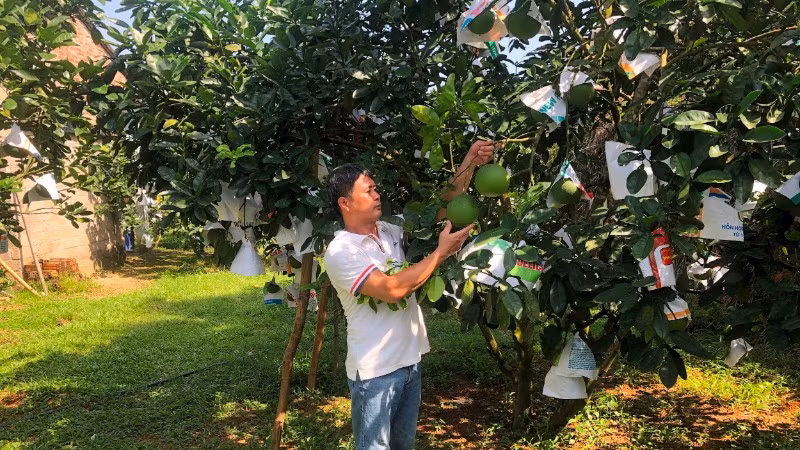 Người dân tỉnh Phú Thọ chăm sóc cây bưởi. (Ảnh: Báo Nhân Dân)