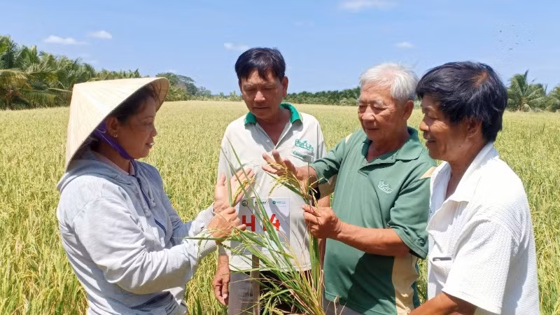 Lao động trong nông nghiệp hiện nay hầu hết đều do người cao tuổi đảm nhiệm.