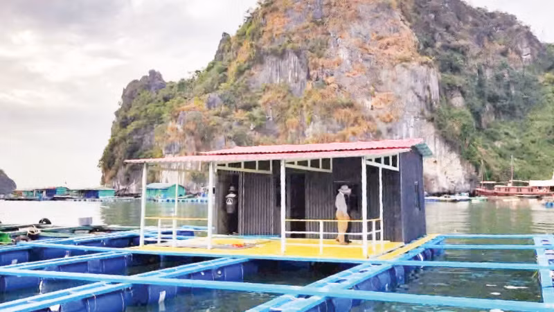 Thử nghiệm lồng nuôi biển HDPE trên biển Quảng Ninh. (Ảnh: VÂN NGỌC)
