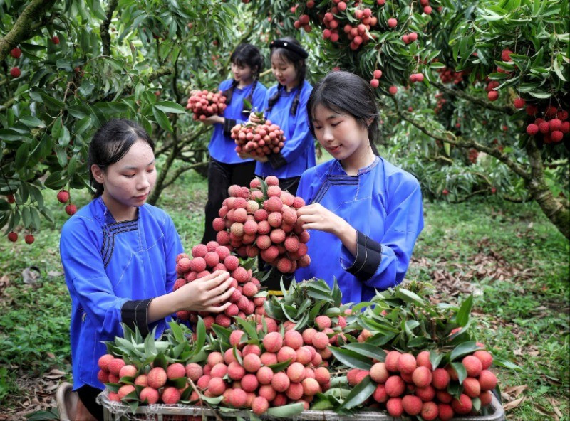 Trải nghiệm hái vải thiều tại vườn ở huyện Lục Ngạn.