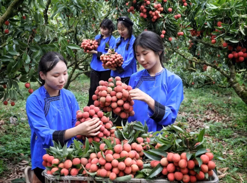 Trải nghiệm hái vải thiều tại vườn ở huyện Lục Ngạn.