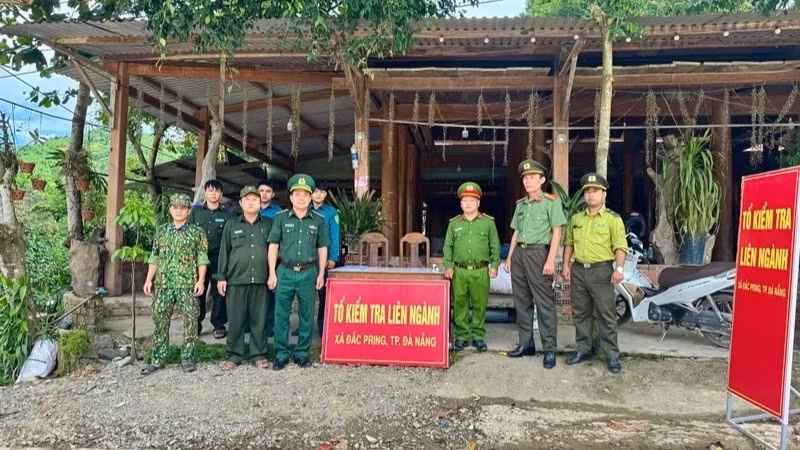 Đà Nẵng lập tổ liên ngành bảo vệ cây ươi rừng ở xã biên giới Đắc Pring. (Ảnh: VIẾT CĂNG)