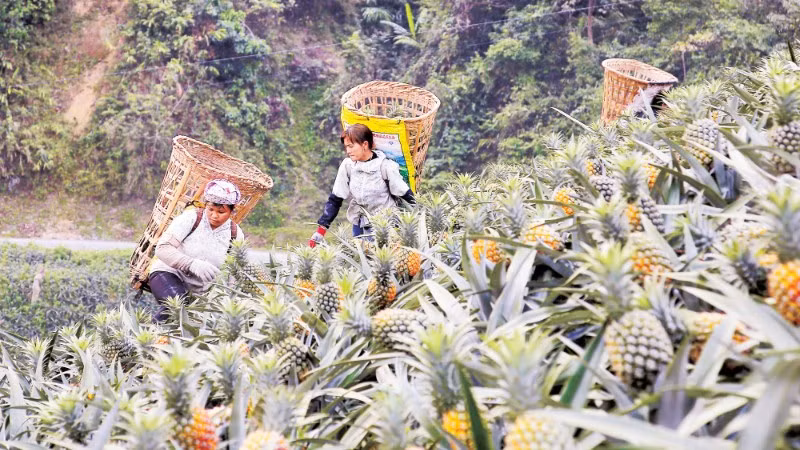 Người dân Bản Lầu thu hoạch dứa.