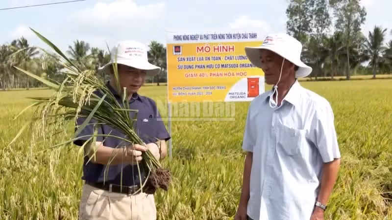 Giúp nông dân yên tâm sản xuất, làm giàu từ nông nghiệp Nông dân kiểm tra quá trình sinh trưởng của cây lúa. (Ảnh: VĂN ÚT-TÙNG ANH)
