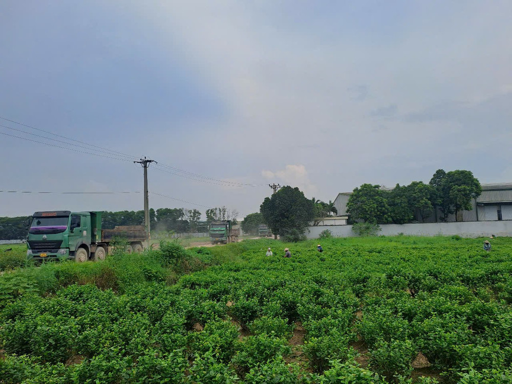 Mặc dù đang quá trình thanh tra, điều tra nhưng hoạt động vận tải từ nhà xưởng vẫn diễn ra. Ảnh chụp chiều 16/6/2025. (Ảnh: Đức Tùng) z6721017688551-b0b7cd12ba853e5b0ed4898cc2d2133e.jpg