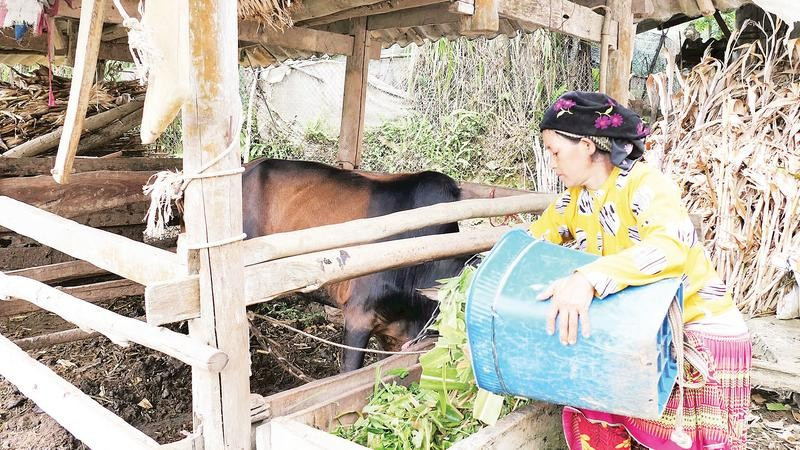 Nhờ nguồn vốn tín dụng chính sách, người dân vùng cao Tuyên Quang phát triển chăn nuôi gia súc, xóa đói, giảm nghèo.