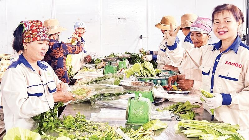 Hợp tác xã Rau an toàn Tứ Xã ứng dụng công nghệ vào sản xuất đã mang lại nguồn thu ổn định cho người dân.